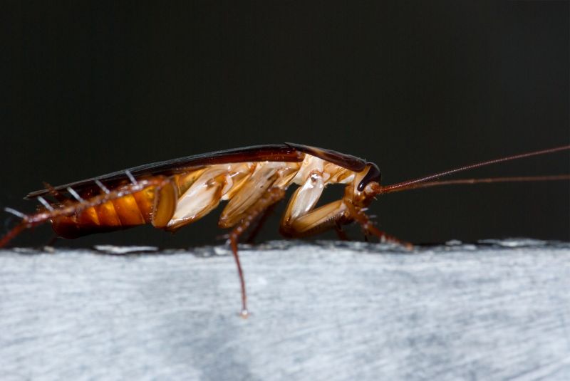 Cockroach Clusters