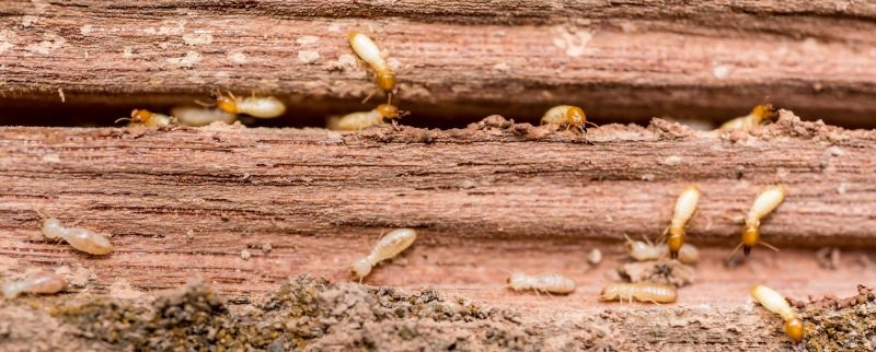 Termite Damage