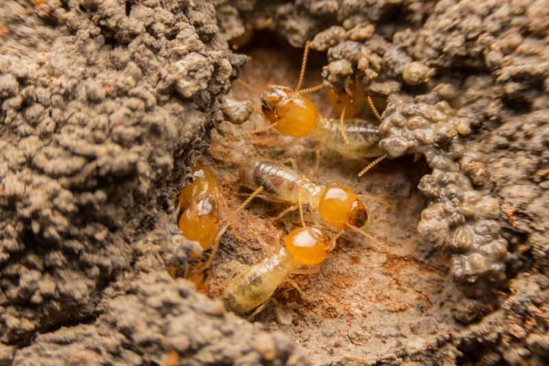 Summer Infestation Risks