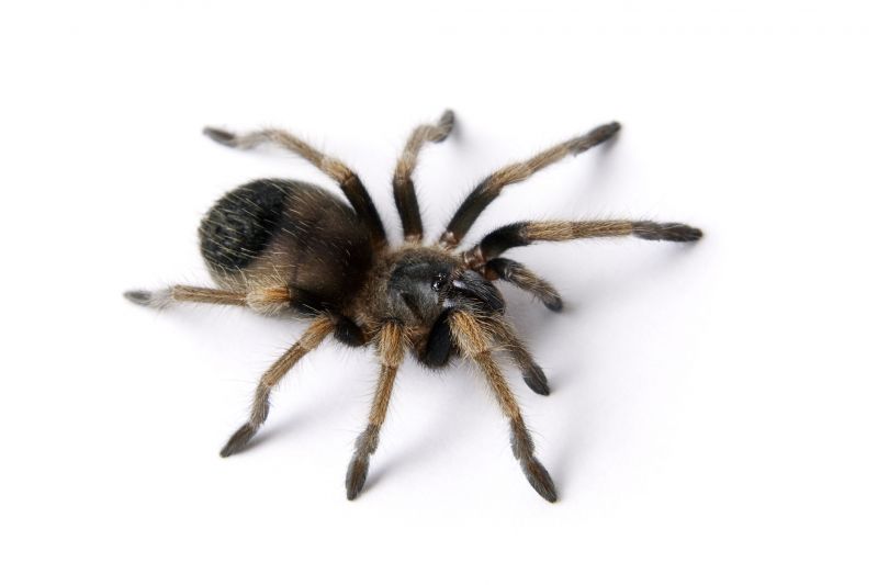 Huntsman Spider Extermination in Denton, TX