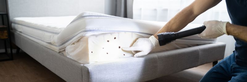 Why Professional Bed Bug Pest Control Is More Effective Than Diy Treatments